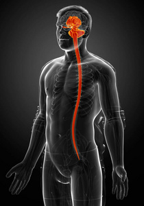 疼痛 三维 男人 身体 脊柱 透明的 坐骨神经 插图 神经