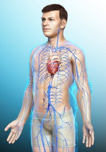 心血管系统 三维 循环系统 心脏病学 精确 插图 中庭 动脉