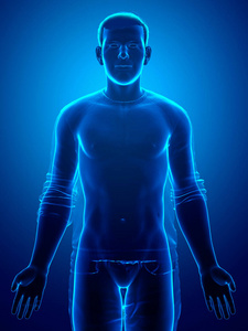 解剖 简单的 男人 健康 生理学 三维渲染 科学 人类 身体