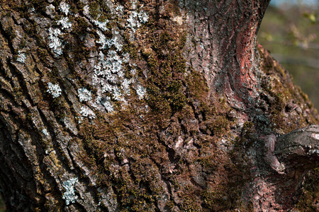 污垢 皮肤 环境 木制品 木材 树皮 古老的 崎岖不平 纹理