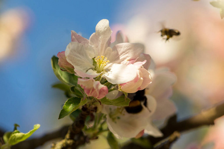 自然 细枝 复制空间 天空 美女 昆虫 水果 苹果花 花瓣