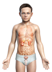 生命体征 解剖学 癌症 插图 解剖 科学 健康 人类 内脏