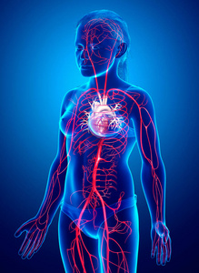人类 动脉和静脉 解剖 健康 循环系统 骨骼 三维渲染 身体