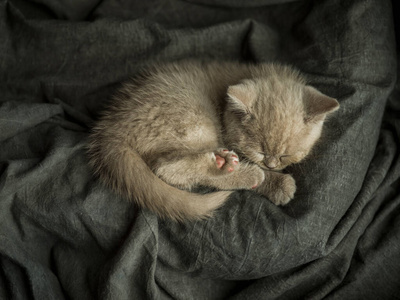 美丽的 基蒂 可爱的 毛茸茸的 头发 动物 小猫 可爱极了