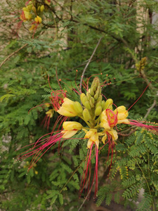 美丽的 颜色 花的 季节 夏天 花瓣 特写镜头 园艺 粉红色