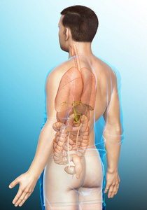 解剖 照顾 科学 胆结石 腹部 插图 三维渲染 胆汁 胃肠道