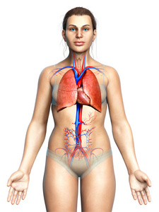 发炎 生物学 三维渲染 身体 肝脏 插图 人类 解剖 器官