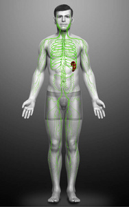 解剖 人类 透明的 免疫 健康 胸部 淋巴 解剖学 插图