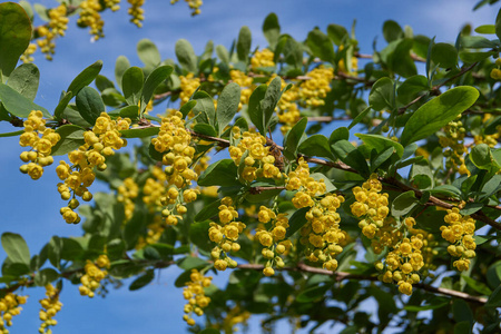 植物 春天 开花 分支 灌木 蓝天 天空 自然 花园