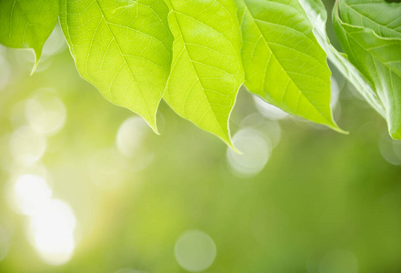 生长 植物 夏天 树叶 自然 阳光 花园 植物区系 墙纸