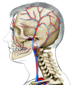 动脉 解剖 主动脉 骨架 骨骼 三维渲染 静脉 插图 三维
