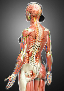 动脉 心脏病学 人类 生物学 解剖 科学 心血管系统 肝脏