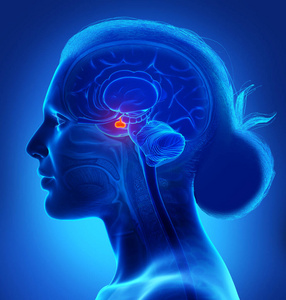 解剖 嗅觉 心室 基底神经节 人类 髓质 大脑 中脑 突出显示