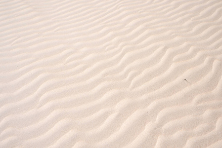 旅行 后面 撒哈拉 夏天 特写镜头 海滩 海洋 非洲 空的