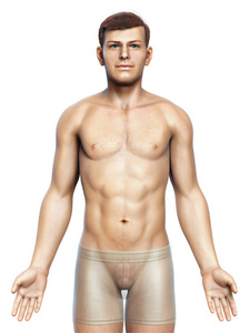 男人 解剖 插图 人类 生理学 科学 身体 健康 三维渲染