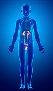 生命体征 生物学 内脏 插图 健康 人类 解剖 科学 解剖学