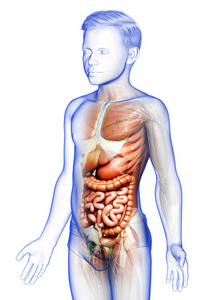 科学 动脉 心脏病学 肌肉 冠状动脉 生物学 健康 人类