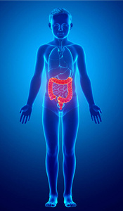 解剖 乙状结肠 腹部 下降 器官 系统 人类 直肠 结肠