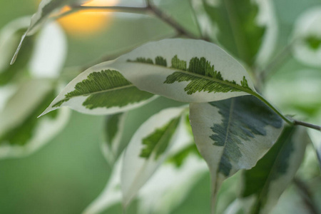 植物 森林 花园 树叶