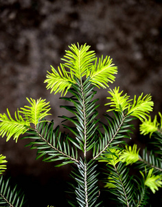 云杉 分支 自然 植物 美丽的 纹理 森林 季节 松木 冷杉