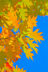 树叶 美女 森林 美丽的 风景 十一月 公园 木材 颜色