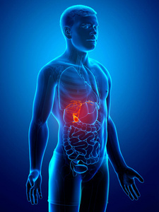 腹部 胆囊 科学 胆汁 健康 胃肠道 胆结石 解剖 三维渲染
