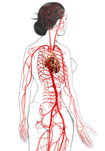 骨头 健康 解剖 身体 女人 动脉 动脉和静脉 人类 分支