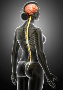 插图 解剖 皮层 坐骨神经 小脑 三维渲染 脊柱 疼痛 大脑