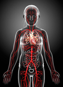 循环系统 人类 健康 三维渲染 解剖 骨骼 分支 动脉和静脉