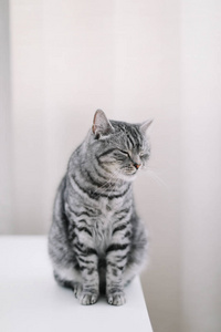 Cute cat indoor shooting. Home pet cute kitten cat at home. Cat 