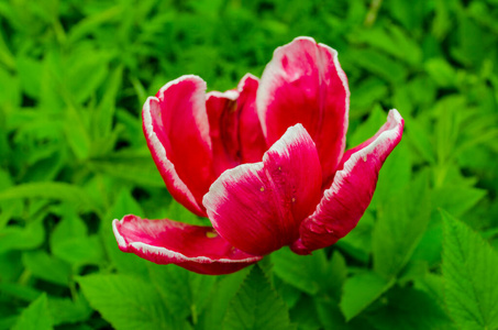 花瓣 领域 夏天 春天 开花 季节 植物区系 天空 紫色