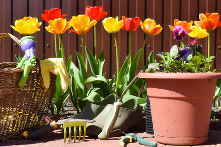 园艺工具。花园里的红郁金香。夏季园艺对大自然的影响