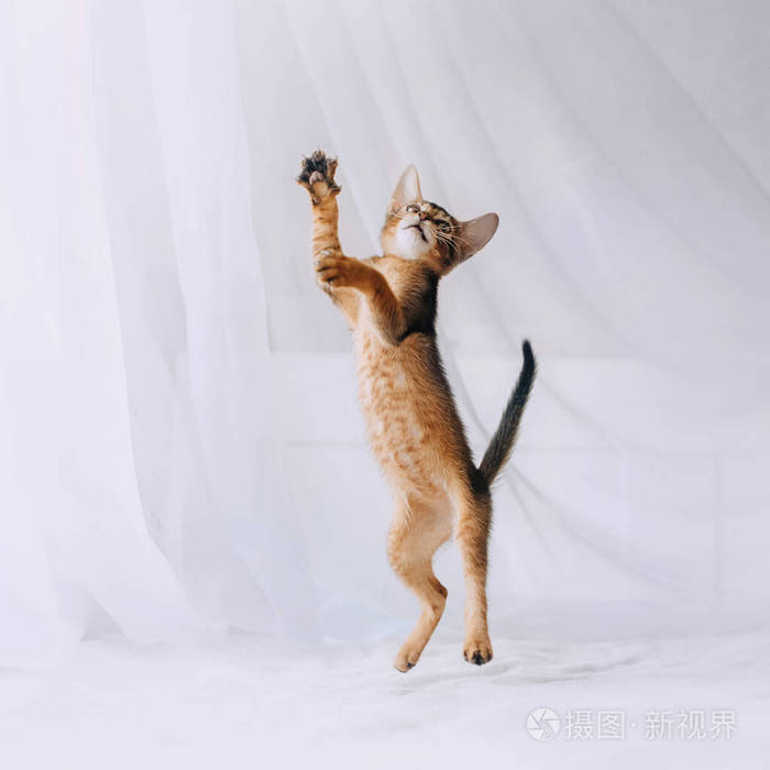 快乐顽皮的阿比西尼亚小猫在屋里跳起来
