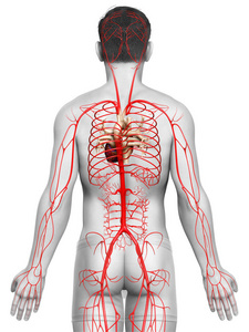 解剖学 骨头 插图 心血管系统 男人 科学 骨骼 分支 健康