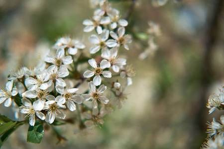 开花 花园 生长 美丽的 花瓣 自然 风景 颜色 植物区系