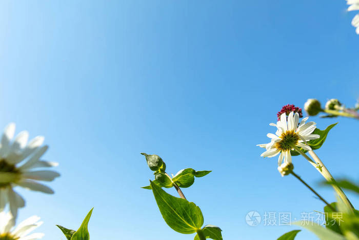 花的 领域 植物 特写镜头 颜色 自然 美女 开花 复制空间