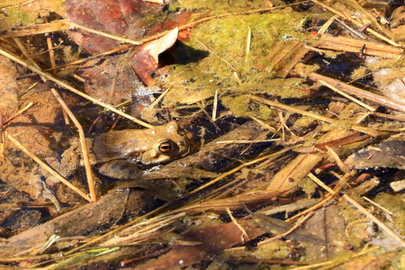 眼睛 生物学 雨林 动物群 青蛙 自然 蟾蜍 地面 种类