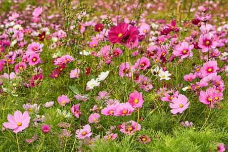 开花 美女 自然 植物学 日本人 日本 美丽的 夏天 春天
