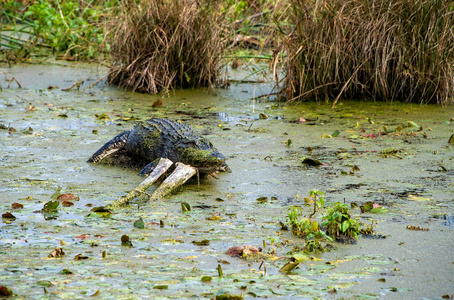 沼泽 公园 捕食者 野生动物 湿地 沼泽地 晒太阳 休息