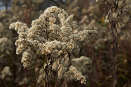 分支 自然 干花 花园 植物 植物区系 特写镜头