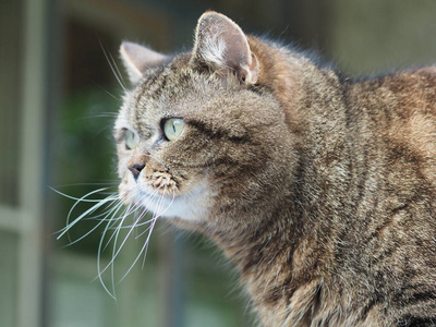 动物 自然 小猫 络腮胡子 可爱的 面对 猫科动物 毛皮