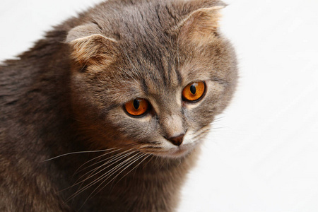 游戏 基蒂 斑猫 哺乳动物 宠物 毛茸茸的 漂亮的 猫科动物