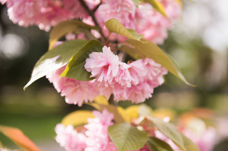 自然 花的 分支 开花 特写镜头 天空 季节 甜的 樱桃
