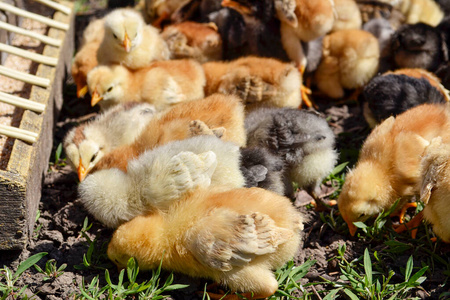甜的 可爱的 羽毛 小鸡 自然 农事 鸡蛋 农业 家禽 孵化场