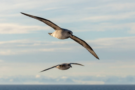 野生动物 大西洋 羽毛 航班 挪威 海洋 海岸 夏天 动物群