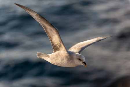 挪威 夏天 海鸟 羽毛 航班 鸟类学 海燕 冰岛 野生动物