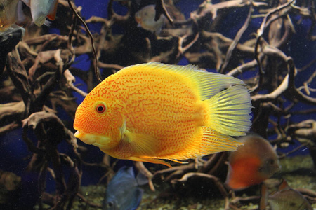 自然 水下 海的 海洋 暗礁 野生动物 生活 水族馆 美女