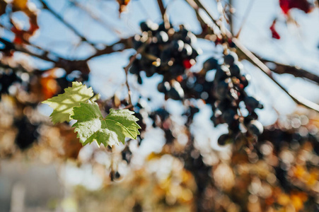 blue grape clusters 