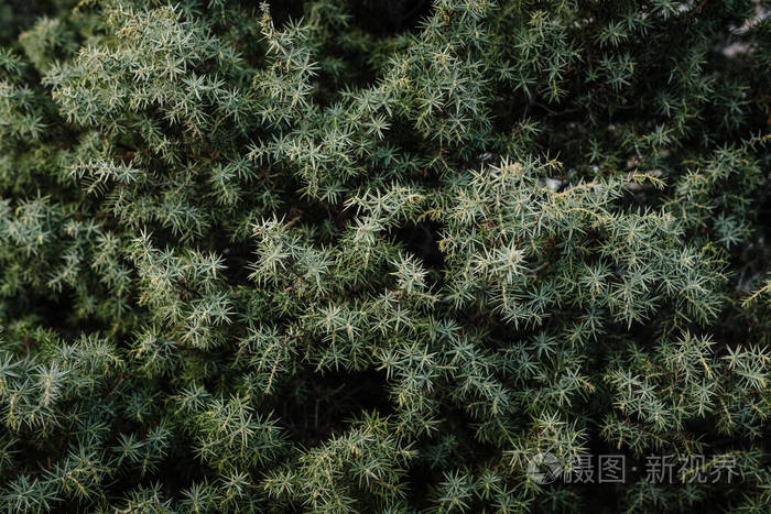 花园 墙纸 纹理 季节 特写镜头 颜色 郁郁葱葱 春天 生长