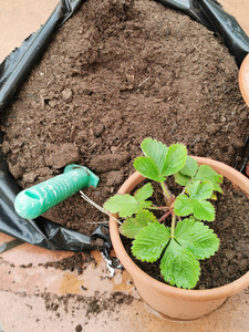 农场 土地 农事 工作 蔬菜 幼苗 植物 自然 季节 领域